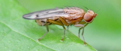 Opomyza petrei